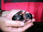 vendo hermosos perritos yorkshire terrier - mejor precio | unprecio.es