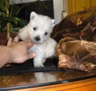 west higland white terrier pedigree y afijo, precioso - mejor precio | unprecio.es
