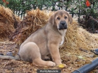 Cachorros de mastín español - mejor precio | unprecio.es