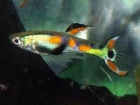 Alevines de endlers common peacock - mejor precio | unprecio.es