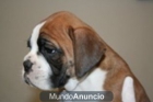 BOXER EXCELENTE PEDIGREE - mejor precio | unprecio.es