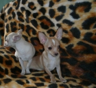 Chihuahua de pelo corto - mejor precio | unprecio.es