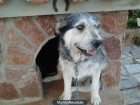 doy a mi perrita - mejor precio | unprecio.es