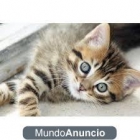 gatitos de mes y medio todo un regalo varios colores - mejor precio | unprecio.es