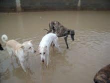 ADOPTA/ACOGE AYUDA MATERIAL. SE HA INUNDADO LA PERRERA Y EL ESTADO DE LOS PERROS ES LAMENTABLE. ESTAN A 1 HORA DE MADRID