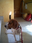 Beagle cachorritos tricolores muy bonitos - mejor precio | unprecio.es