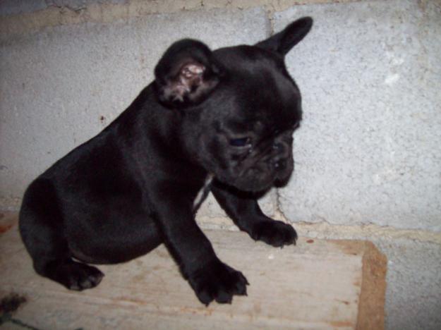 cachorro bulldog frances