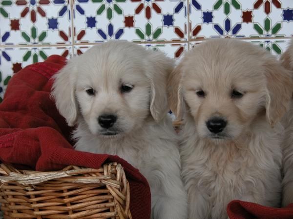 Cachorros distintas razas