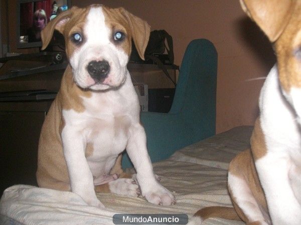 cachorros en barcelona