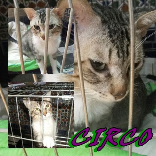 Circo - necesita un hogar en Sevilla