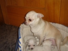 miniatura de chihuahuas blancos - mejor precio | unprecio.es