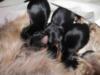 Preciosos cachorros de Yorkshire Terrier - mejor precio | unprecio.es