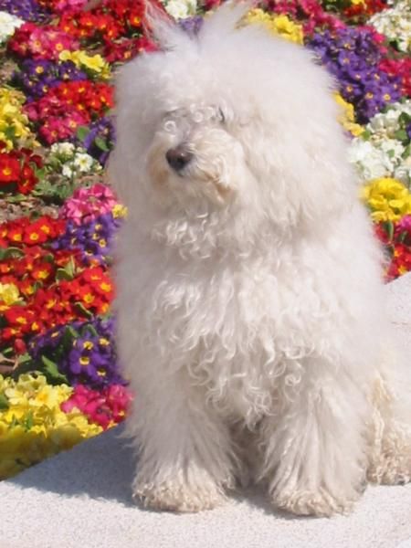 roky caniche buscando mama para su prole