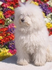 roky caniche buscando mama para su prole - mejor precio | unprecio.es