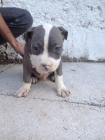 Se venden Macho y Hembra American Bully XL - mejor precio | unprecio.es