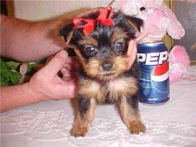 YORKSIRE, últimos cachorros, de tres meses, 375   desp