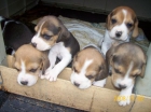 excelentes cachorros de baegle - mejor precio | unprecio.es