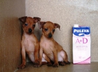 Pinscher mini machos color marron 180€ - mejor precio | unprecio.es