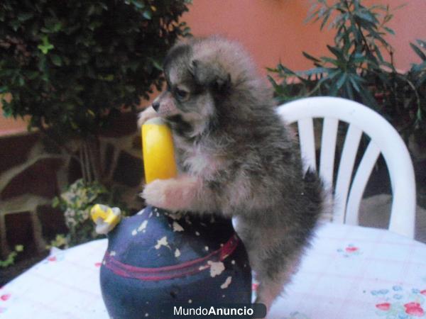Pomerania toys miniaturas  cachorros de Valdehierro