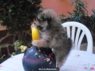 Pomerania toys miniaturas cachorros de Valdehierro - mejor precio | unprecio.es