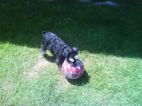 Schnauzer enano perdido, GAVÀ