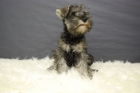 Schnauzer miniatura sal&pimienta nacionales - mejor precio | unprecio.es