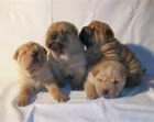 Shar pei - mejor precio | unprecio.es