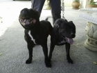 Staffordshire Bull Terrier de Criador Nacional (MalakaStaff) - mejor precio | unprecio.es