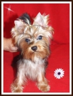 *expectacular cachorrito de yorkshire miniatura* - mejor precio | unprecio.es
