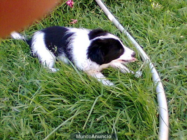 border-collie/espagnol enano cruce único