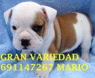 Bulldog ingles - mejor precio | unprecio.es