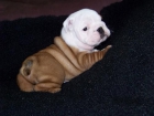 Bulldog Inglés cachorros disponibles para la Navidad - Sevilla - mejor precio | unprecio.es