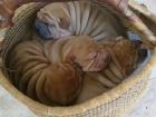 CACHORROS DE SHAR PEI - mejor precio | unprecio.es