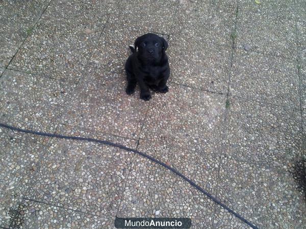 Cachorros labradores retriever