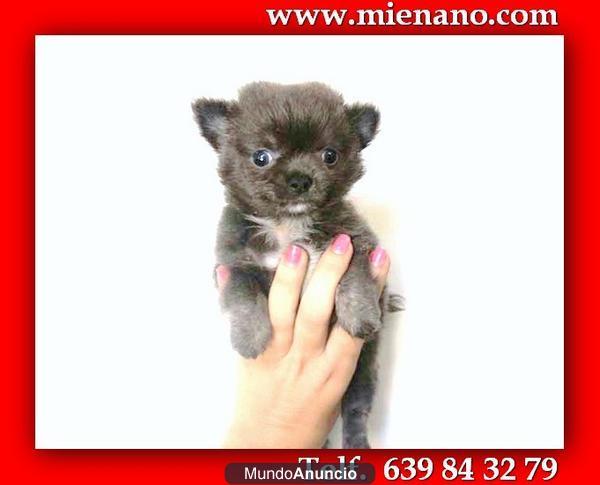 CHIHUAHUA TOY,puedes ver todos los cachorros disponbles en nuestro web  7u