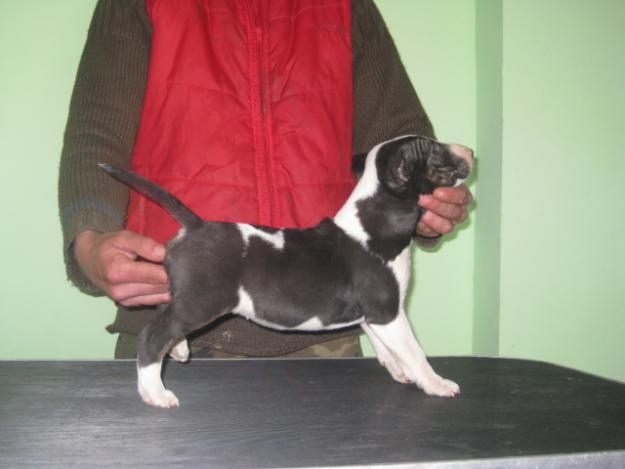 DISPONIBLES CAMADA DE BULLTERRIER