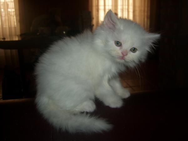 gatitos persas x solo 200