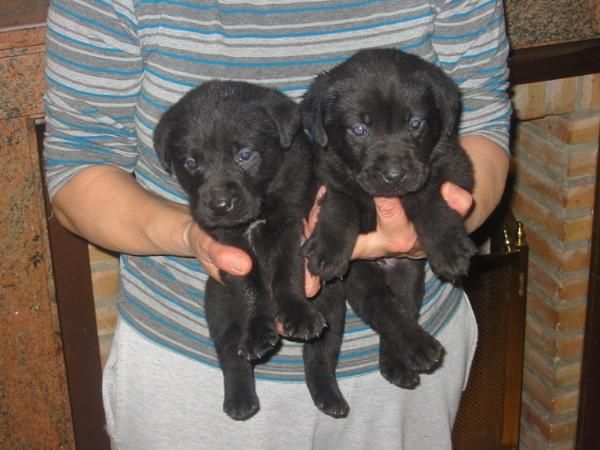 Labradores retriever,cachorros,dorados y negros,pedigree