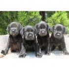 Labradores Retriever Negro - mejor precio | unprecio.es