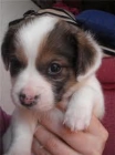 regalo perritos cruce de beagle barcelona - mejor precio | unprecio.es