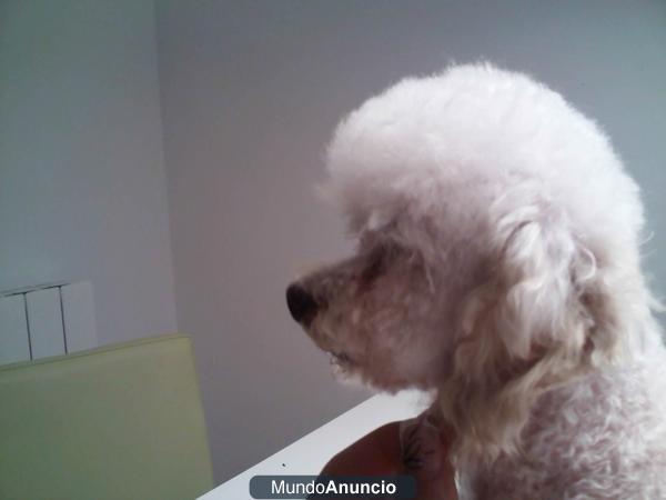 se ofrece caniche toy blanco para monta