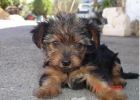 Se vende cachorro de Yorkshire - mejor precio | unprecio.es
