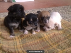 se venden chihuahuas toys - mejor precio | unprecio.es