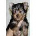 un cachorro Yorkie lindo - mejor precio | unprecio.es