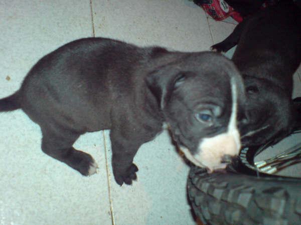 Vendo cachorros de american pitbull