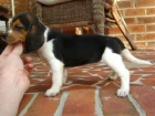 Adorables cachorros de Beagle listo para satisfacer un nuevo hogar hoy y para siempre - mejor precio | unprecio.es