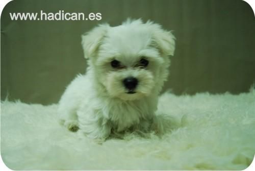 Bichon Maltes pequeñitos y de estupenda calidad.