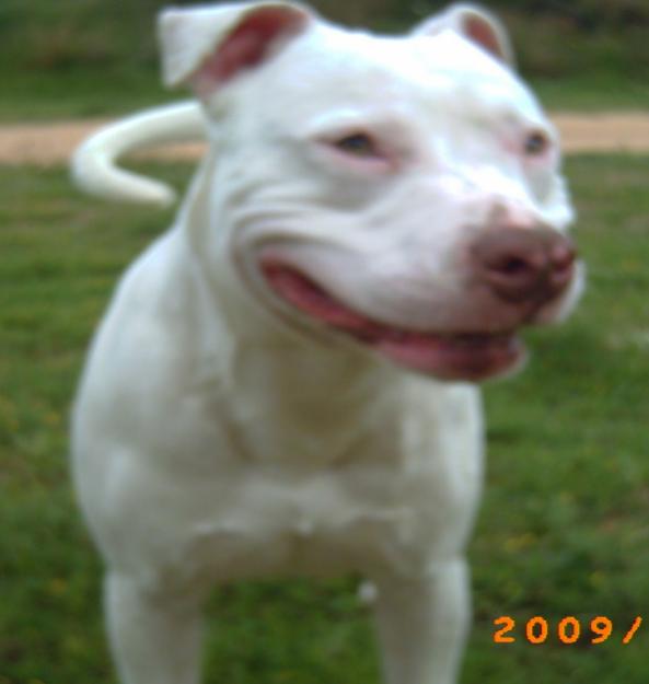 camada de pitbull red nose