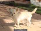 chihuahua blanca de pelo largo 9 meses - mejor precio | unprecio.es