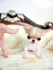 Chihuahua cachorro en adopción - mejor precio | unprecio.es